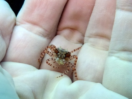 サイパン 体験ダイビング