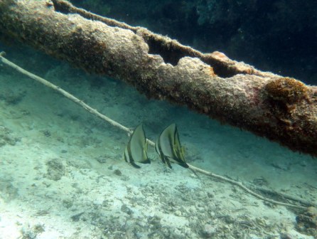 サイパン ダイビングライセンス