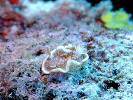 サイパン ダイビングライセンス