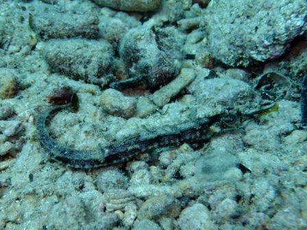 サイパン ダイビングショップ