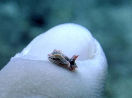 サイパン ダイビング