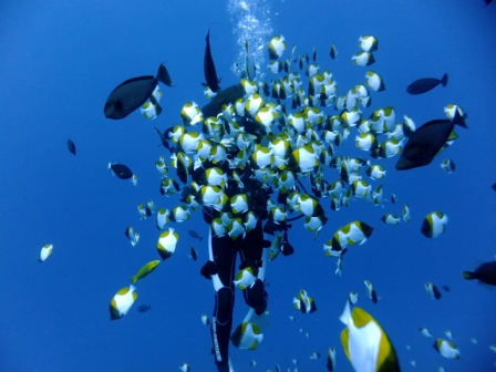 サイパン ダイビングライセンス