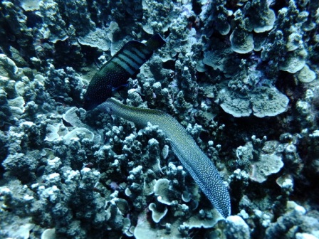 サイパン ダイビングショップ