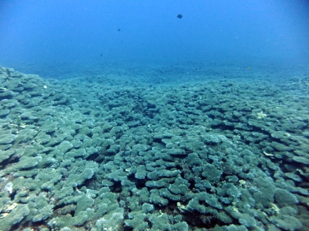 サイパン ダイビング