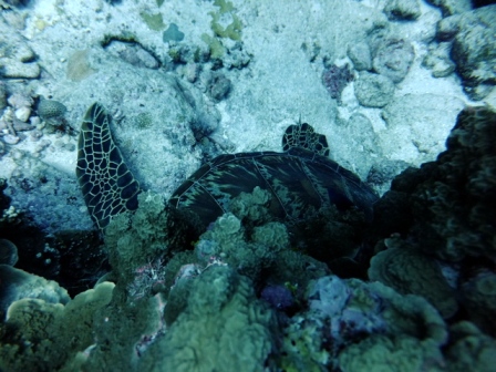 サイパン 体験ダイビング