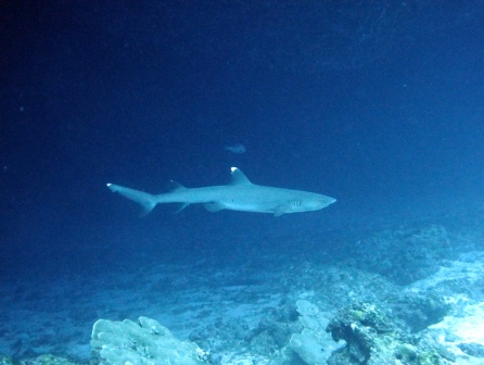 サイパン ダイビングショップ