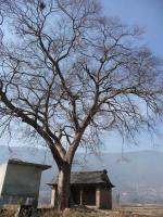 KHOKANA2015年1月24日１１