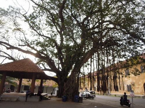 ゴール、広場の大木