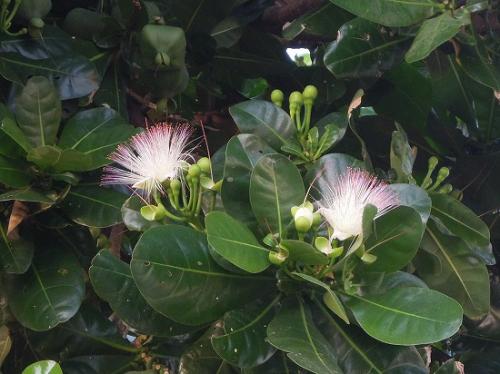 ゴール、サガリバナ