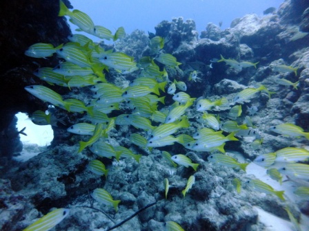 サイパン ダイビングショップ