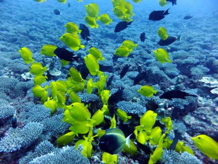 サイパン ダイビングライセンス