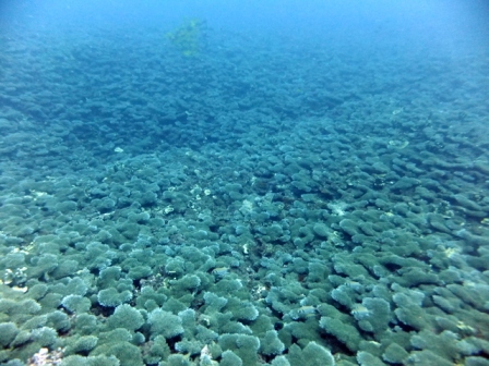 サイパン ダイビングショップ