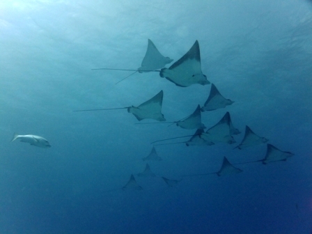 サイパン 体験ダイビング