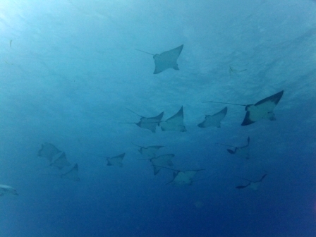 サイパン ダイビングライセンス