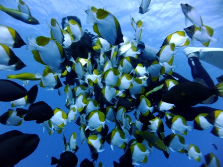 サイパン ダイビングショップ