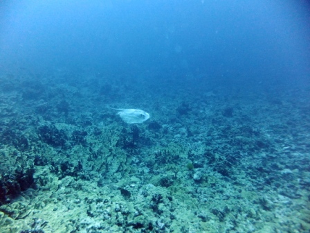 サイパン ダイビング