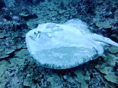 サイパン 体験ダイビング