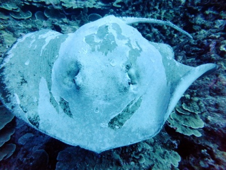 サイパン ダイビングライセンス