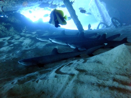 サイパン 体験ダイビング