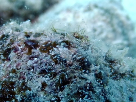 サイパン ダイビング