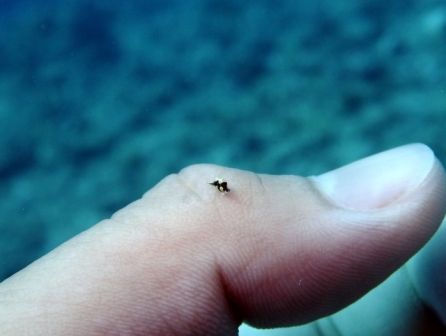 サイパン ダイビングライセンス