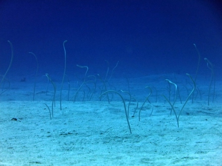 サイパン ダイビングショップ