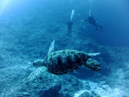 サイパン ダイビング