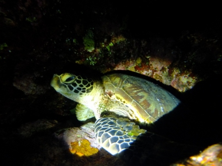 サイパン ダイビングショップ