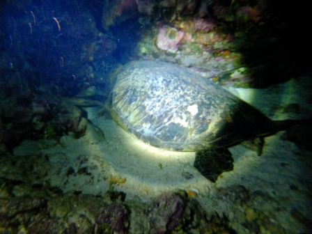 サイパン ダイビング