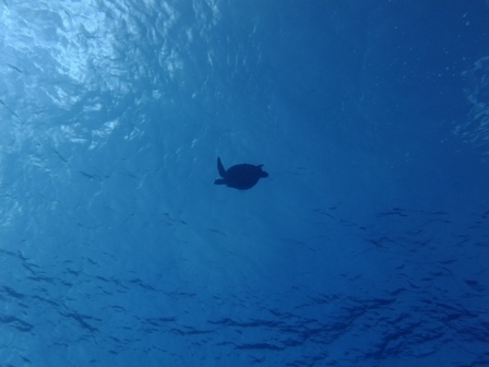 サイパン ダイビング ライセンス