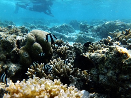 サイパン ダイビング