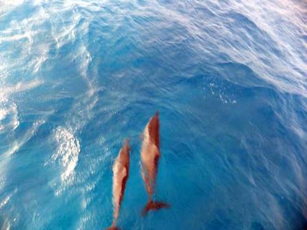 サイパン ダイビング