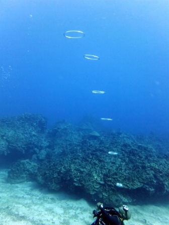 サイパン ダイビング