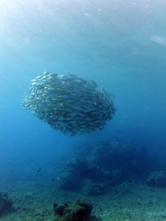 サイパン ダイビング ライセンス