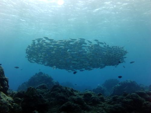 サイパン ダイビング