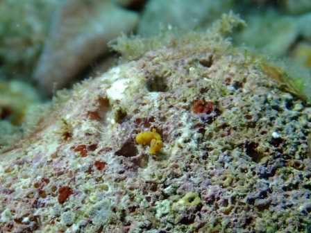 サイパン ダイビング ライセンス