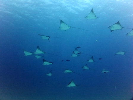 サイパン ダイビング