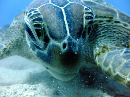 サイパン ダイビング