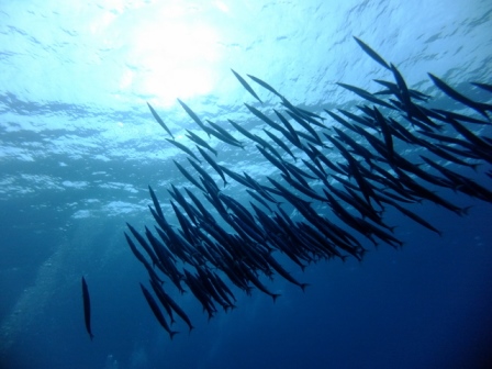 サイパン ダイビング ライセンス