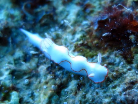 サイパン ダイビングショップ