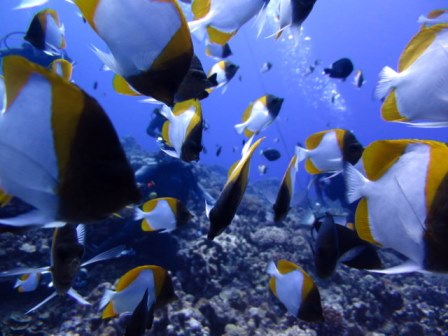 サイパン 体験ダイビング