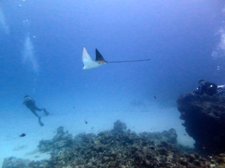 サイパン ダイビングショップ