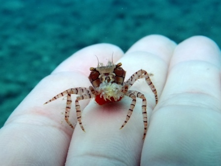 サイパン ダイビング