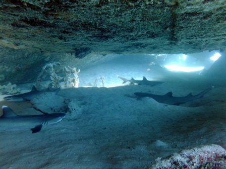 サイパン ダイビングショップ