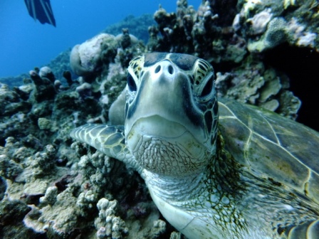 サイパン ダイビング