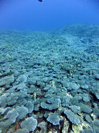 サイパン ダイビング ライセンス