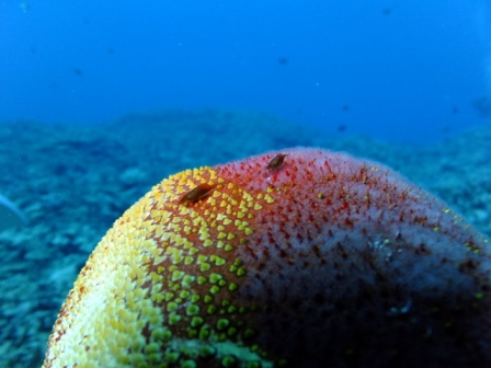 サイパン 体験ダイビング