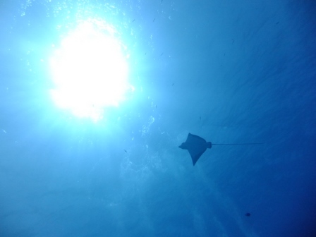 サイパン ダイビング