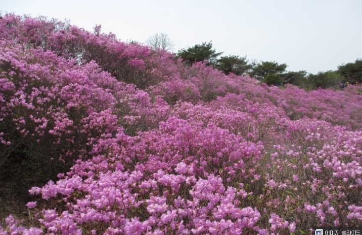 レンギョウ ツツジ 韓国の春の花 開花予想出た 三進トラベルサービスさんの旅行ブログ トラベルコ