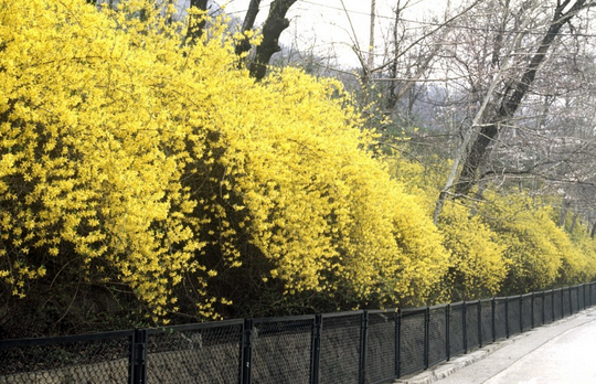 レンギョウ ツツジ 韓国の春の花 開花予想出た 三進トラベルサービスさんの旅行ブログ トラベルコ